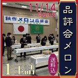 先着50個予約販売【11/14,15発送日限定】品評会メロン　１玉　化粧箱【送料込】食べ頃日間近完熟品